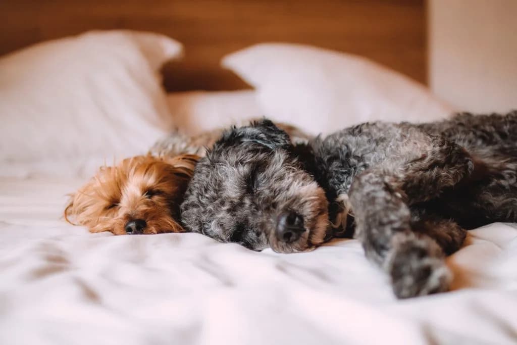 What-happens-to-your-pet-if-you-die What happens to your pet when you die